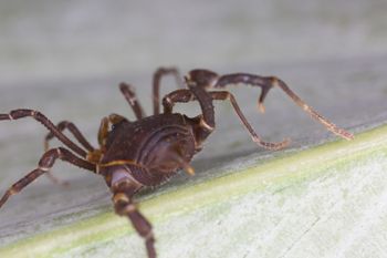 Media type: image;   Invertebrate Zoology 140068